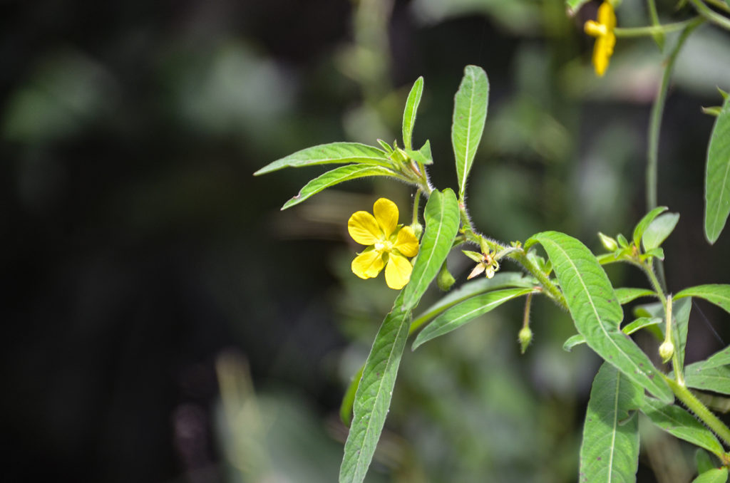 Mexican Primrose Willow - Ludwigia octovalvis