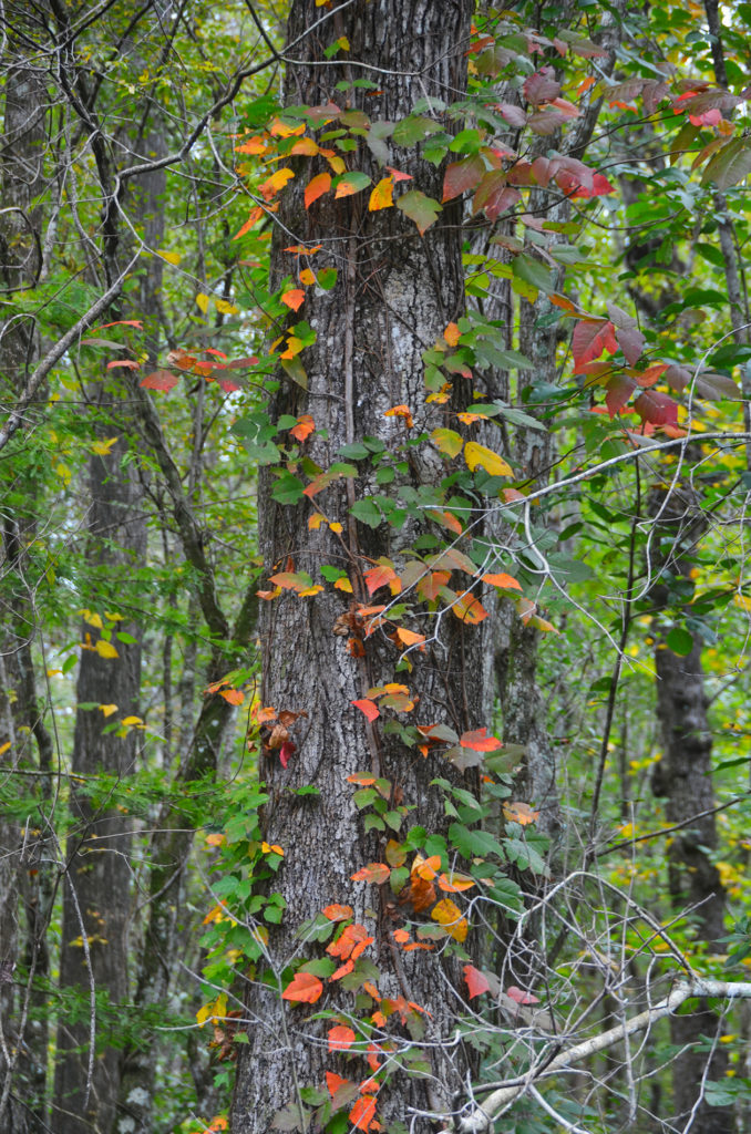 Poison Oak on Durbin Creek