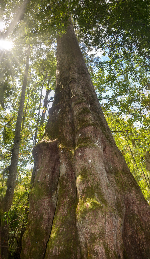 Sentinel Cypress on Durbin Creek