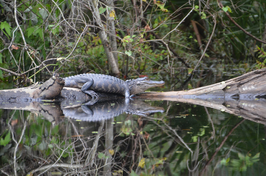 Small Gator on Durbin Creek