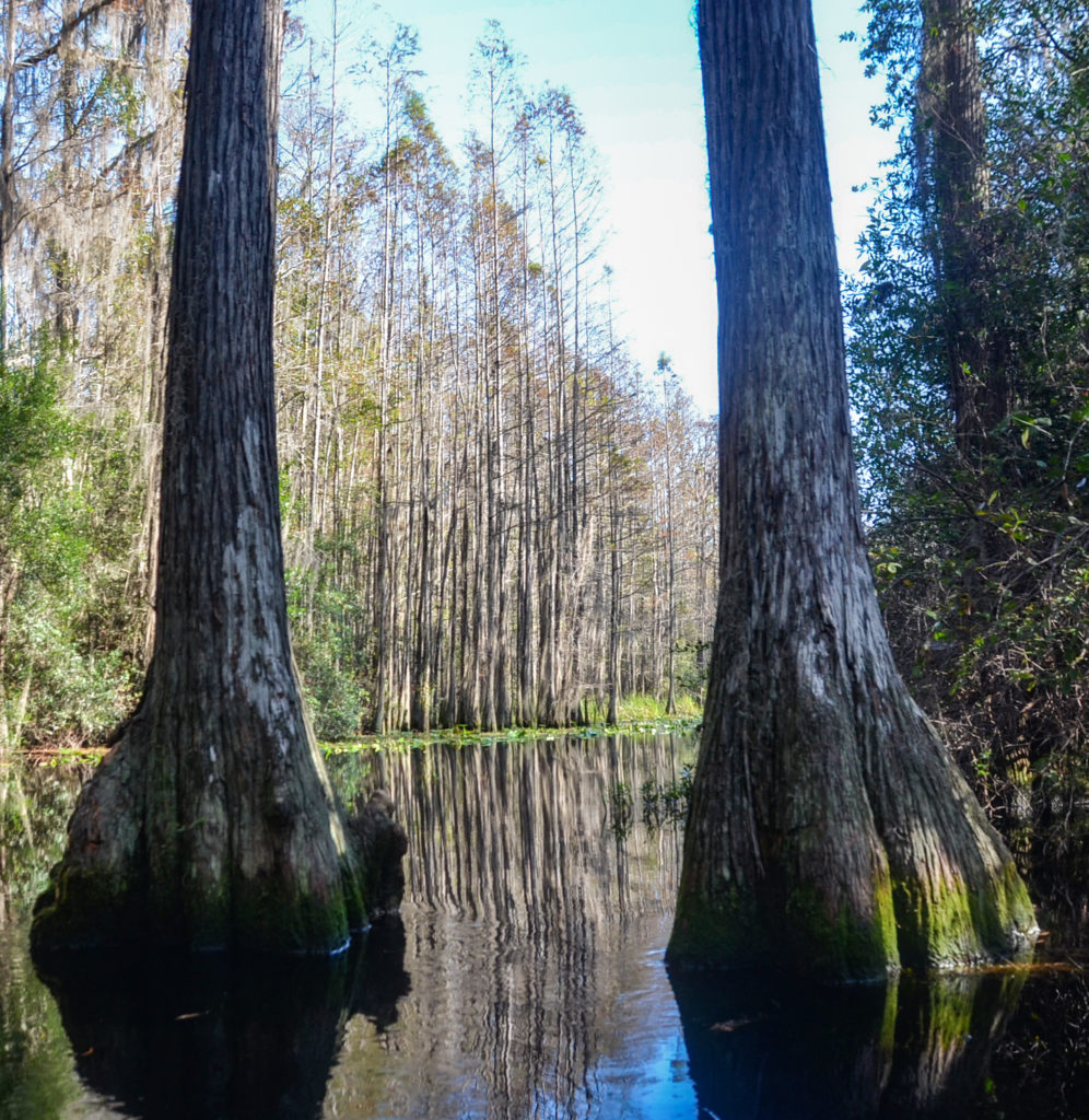 Between the Cypress