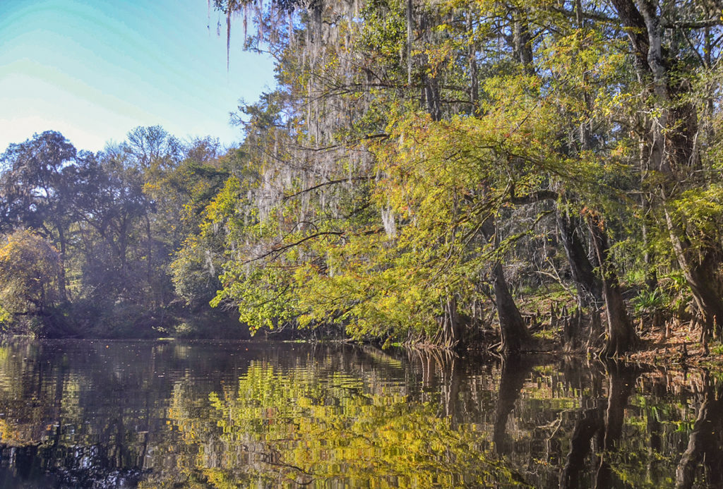 Colored Cypress - River Rise