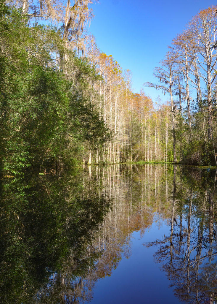 Cypress Reflection