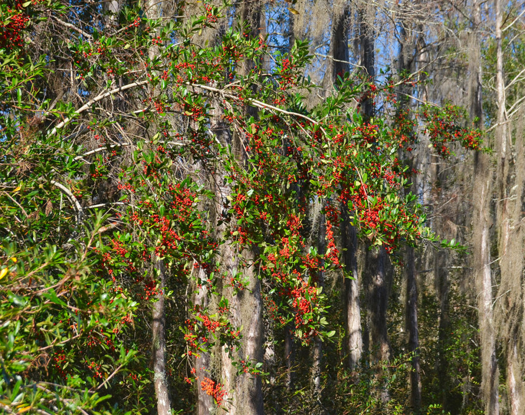 Dahoon Holly Berries