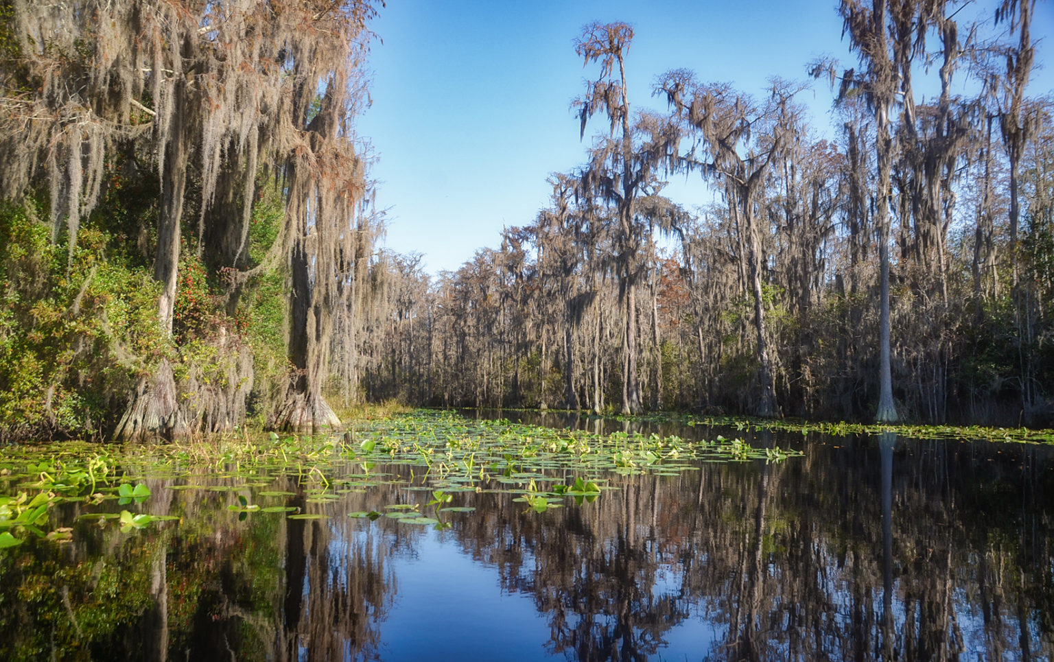 Okefenokee Swamp - Minnie's Lake | Florida Paddle Notes