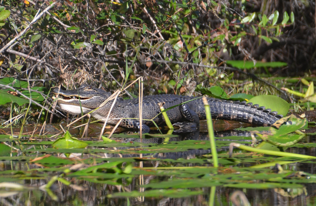 Gator Bellows