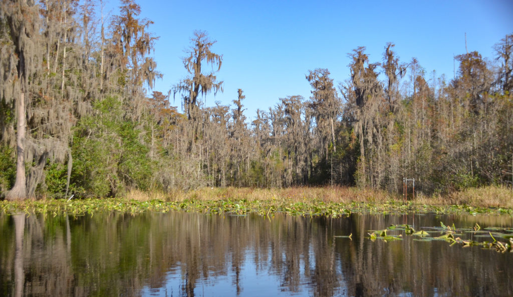 Gator Cove - Billy's Lake