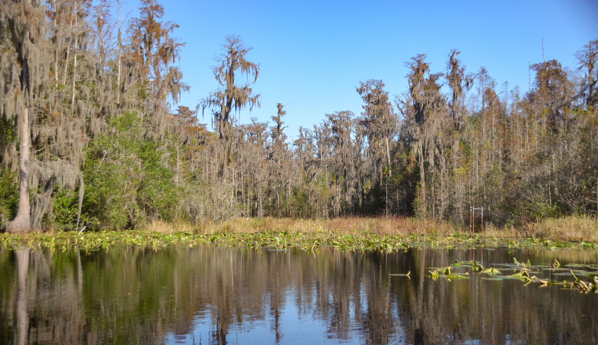 Gator Cove – Billy’s Lake | Florida Paddle Notes