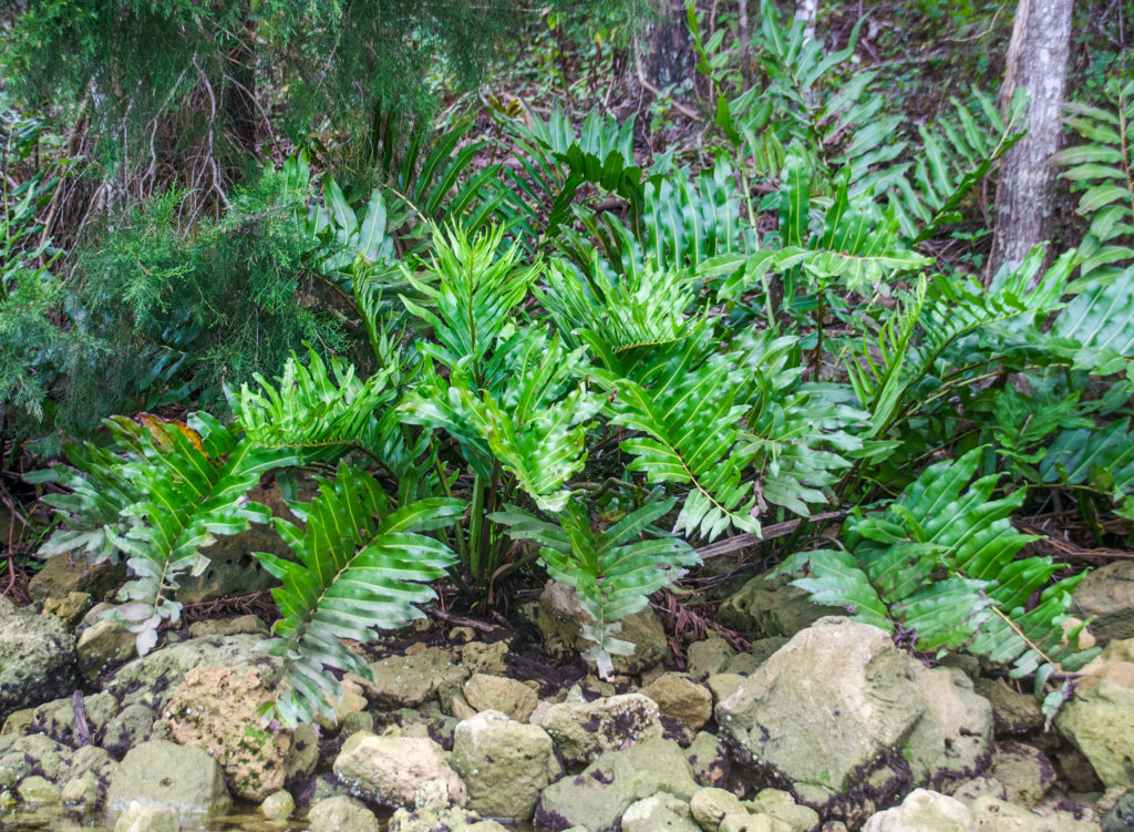 Giant Leather Fern - Withlacoochee River (S)