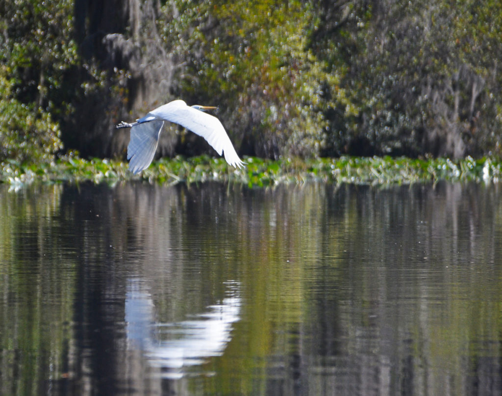 Great Egret flies over Billy's Lake