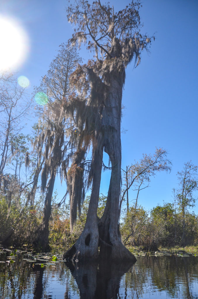 Hollow Tree - Billy's Lake Okefenokee Swamp