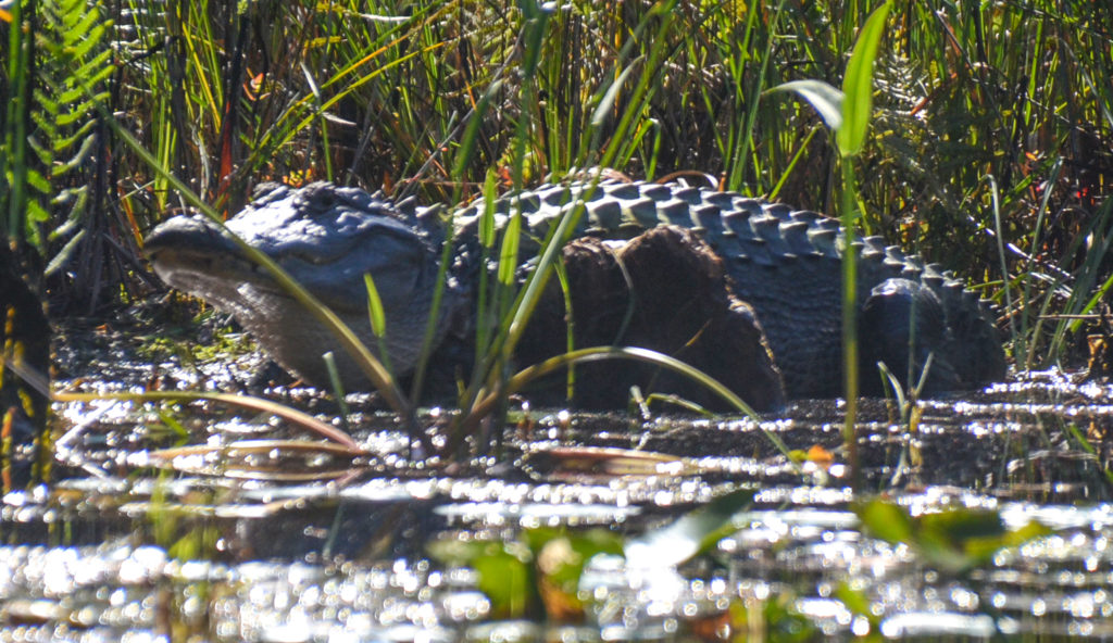 Large Gator on bank