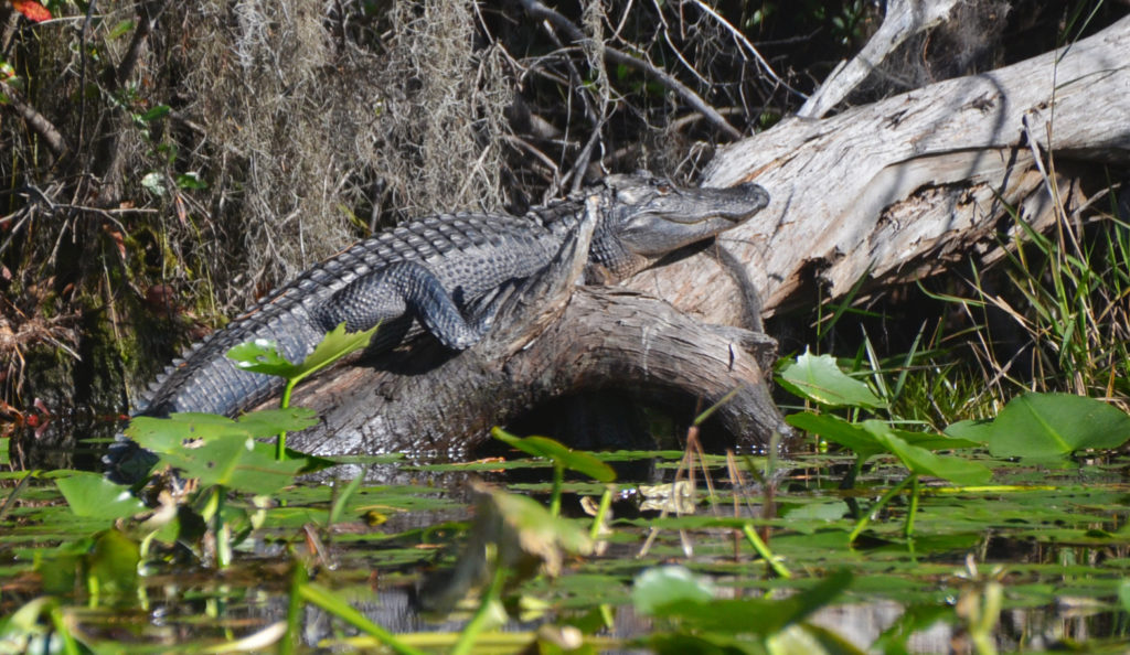 Medium Gator Sunning