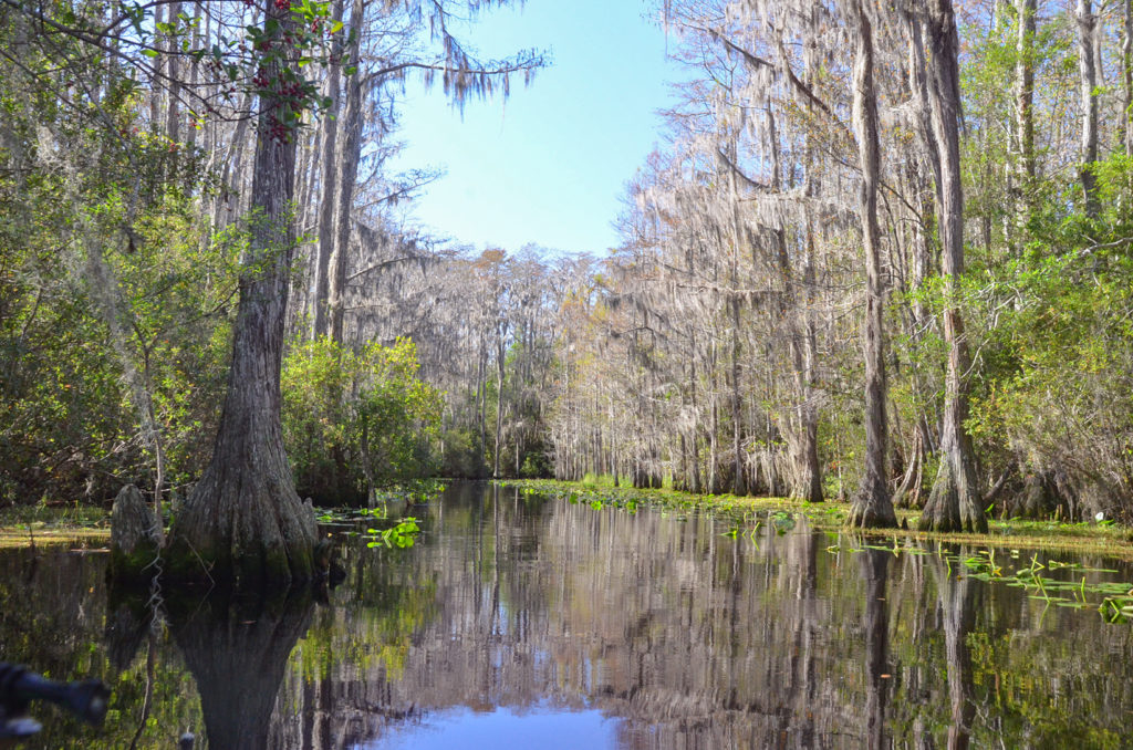 Middle Fork Suwannee River | Florida Paddle Notes