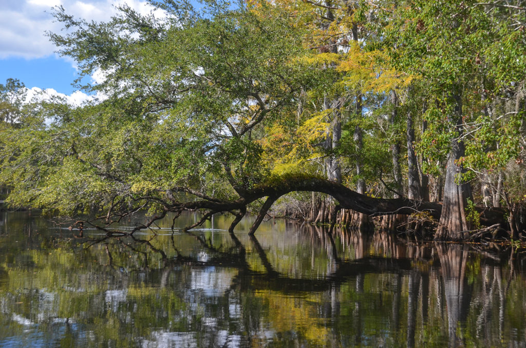 Oak Arch on the Withlacoochee