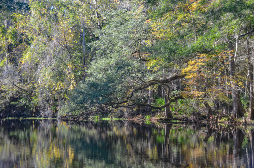 Oak overhangs river