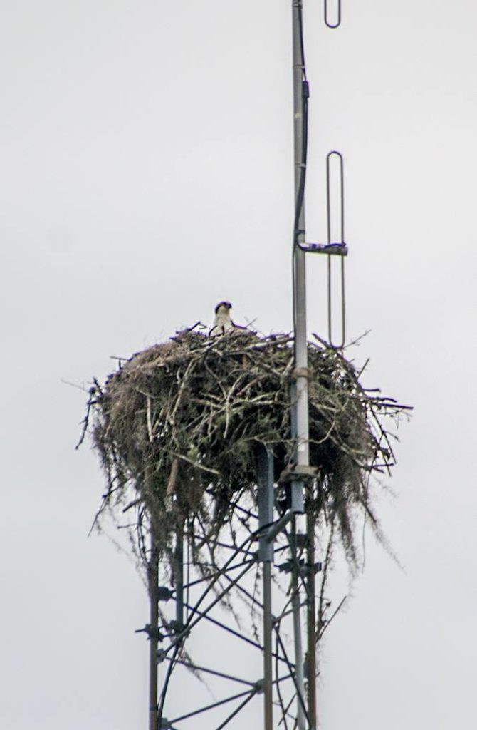 Osprey Nest along the Barge Canal