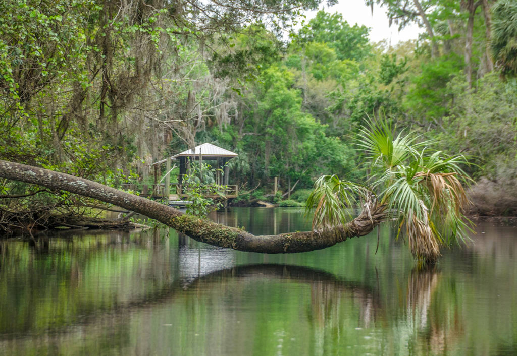 Palm leans across the Withlacoochee River