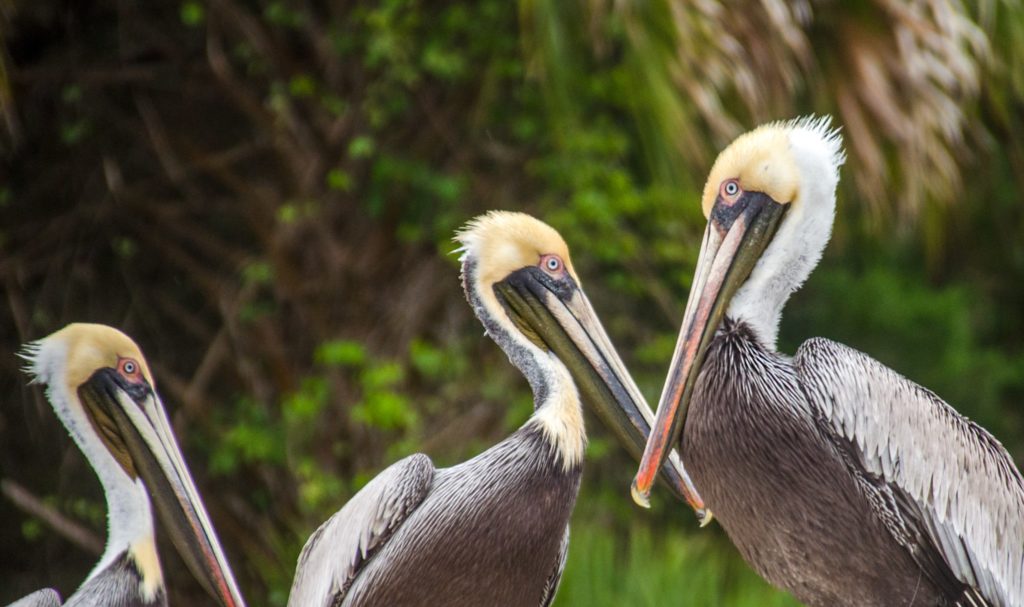 Pelicans at the Lock