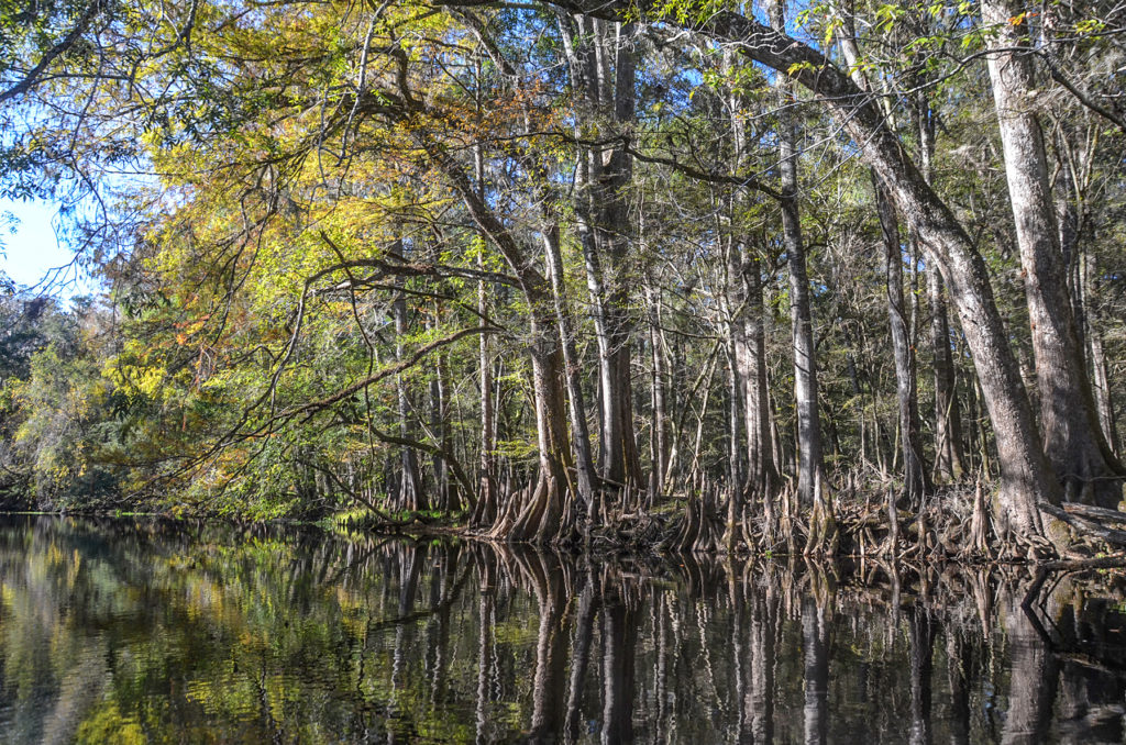 Santa Fe River Shoreline