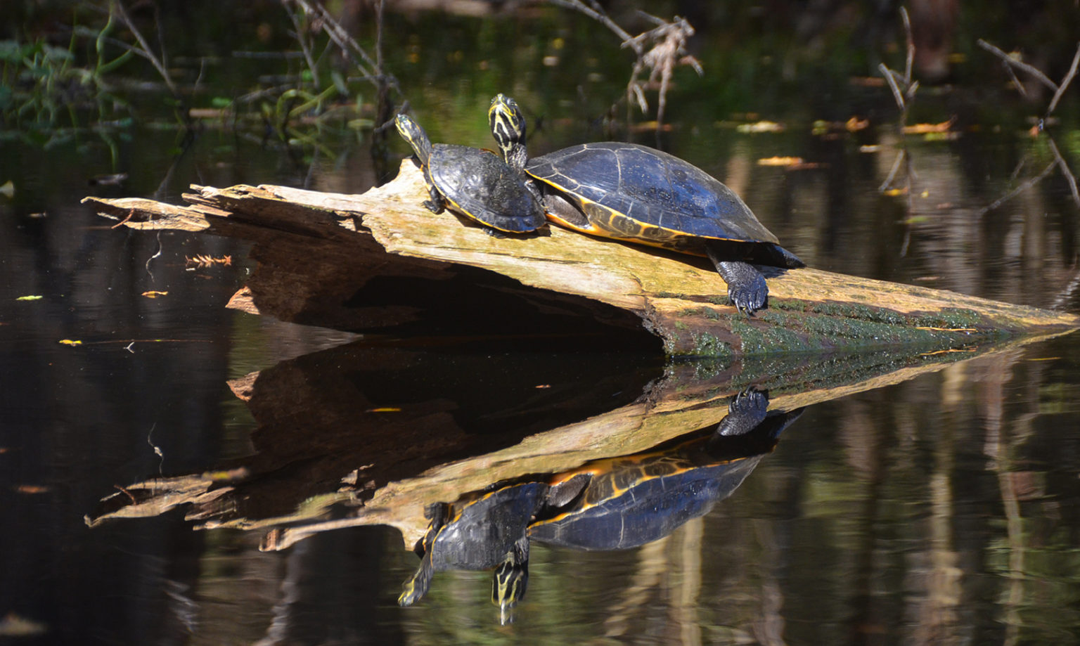 Sunning Turtles – River Rise | Florida Paddle Notes