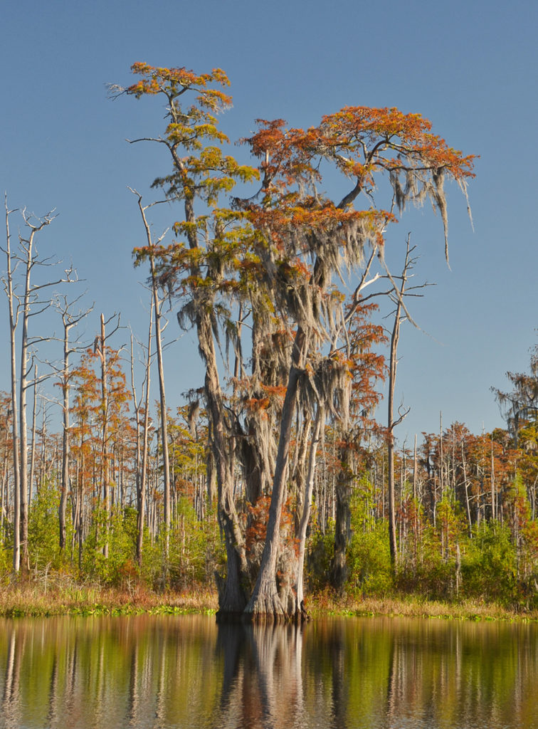 The Five Sisters | Florida Paddle Notes