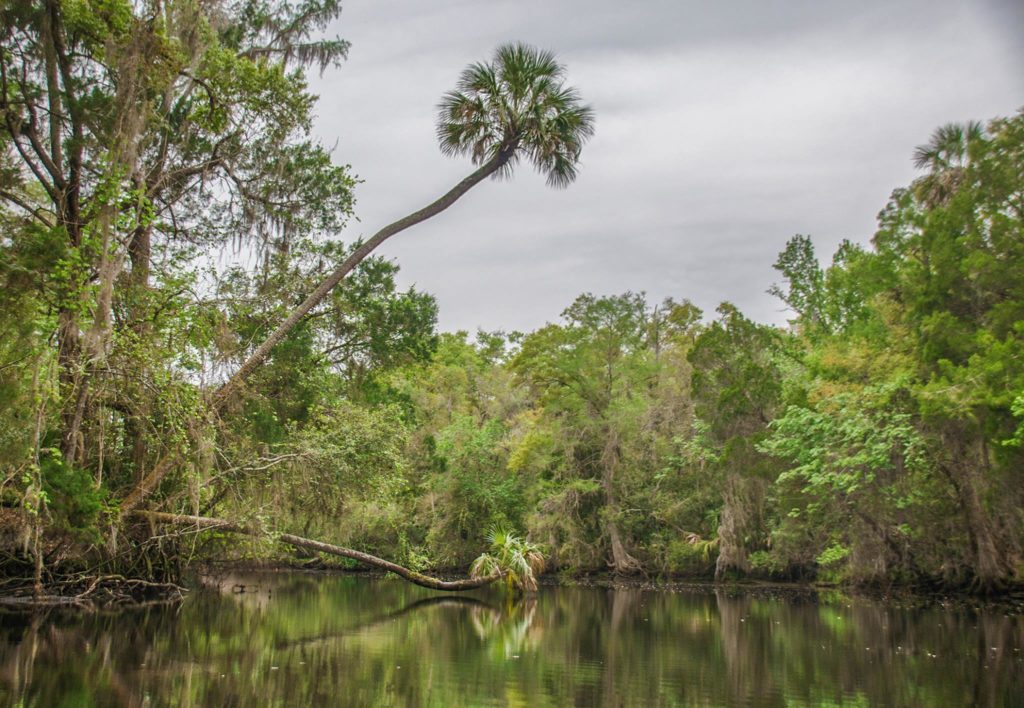 The Withlacoochee River (S)