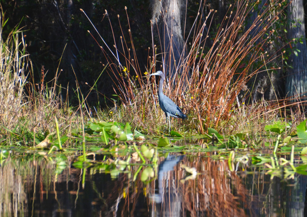 Tri-Colored Heron on Billy's Lake