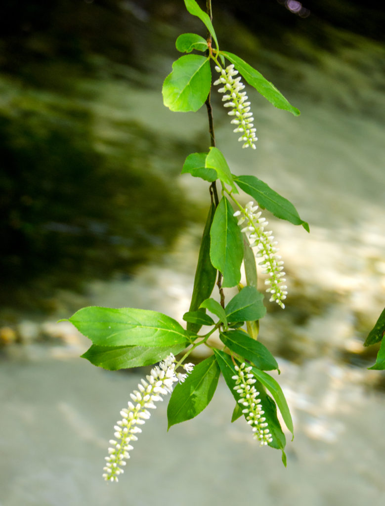 Virginia Willow Sweetspire - Itea virginica