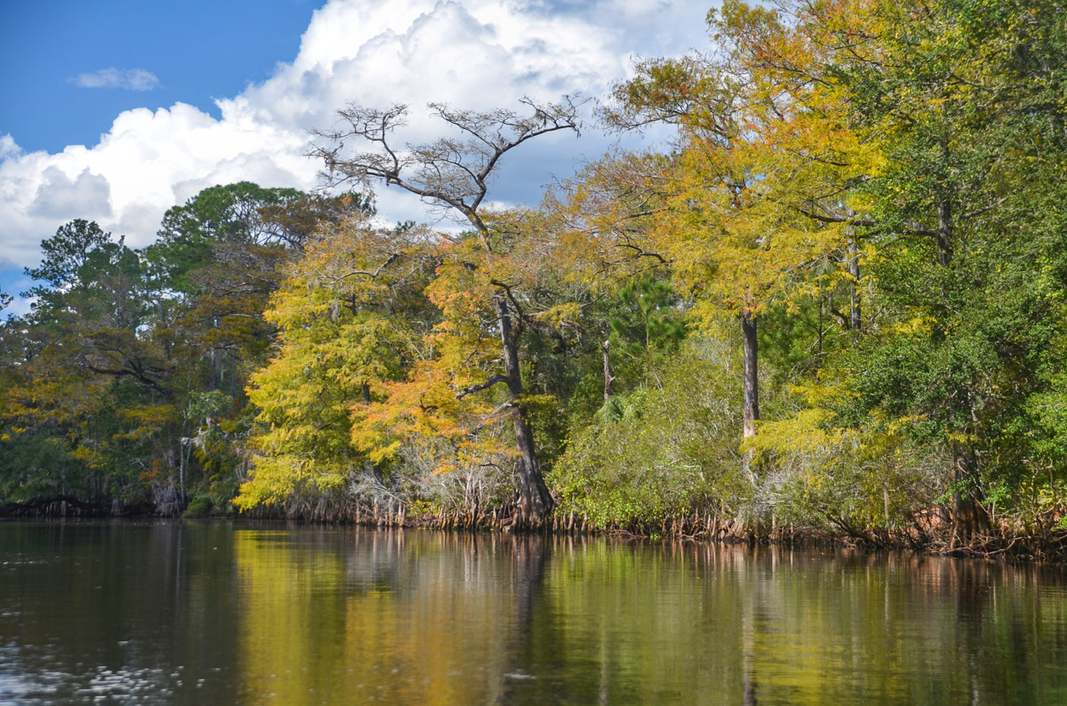 Florida Paddle Notes Withlacoochee River