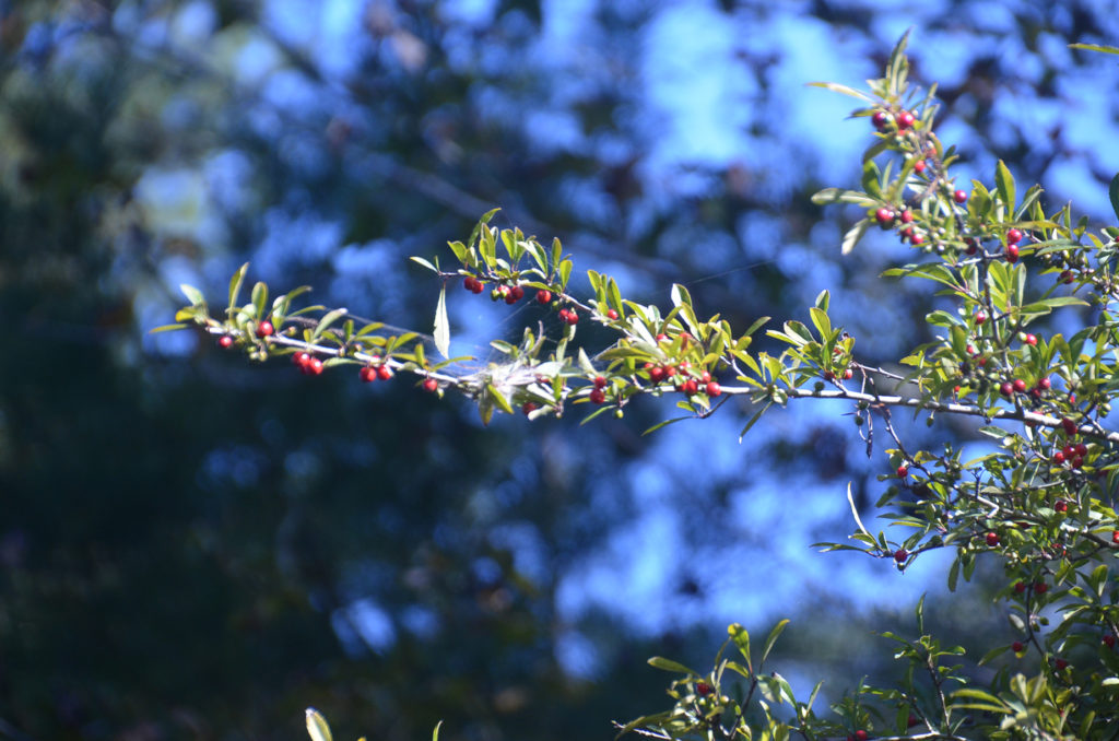 Yaupon Holly - River Rise