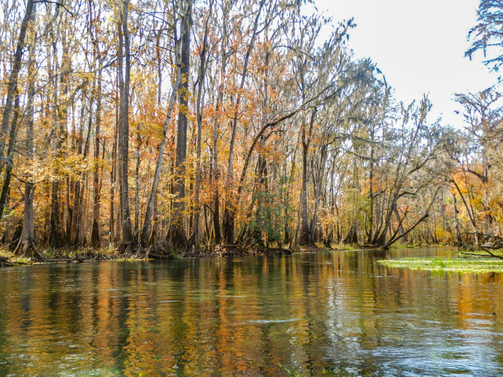 An Orange Ichetucknee River