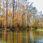 An Orange Ichetucknee River