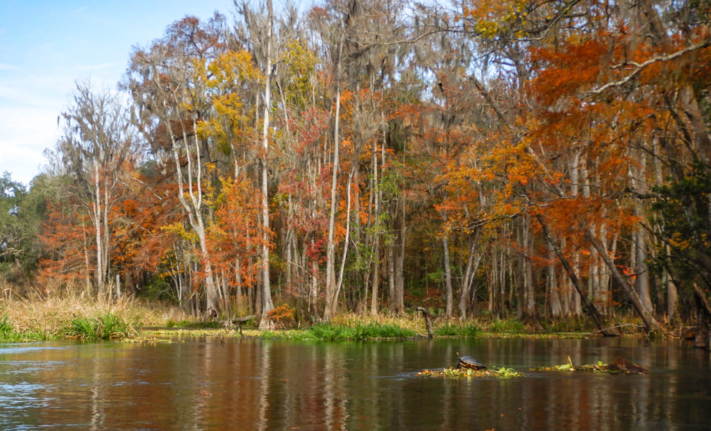 Fall on the Ichetucknee River