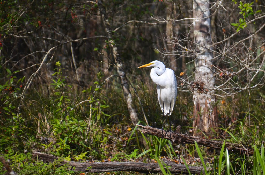 Great Egret on the Ichetucknee River