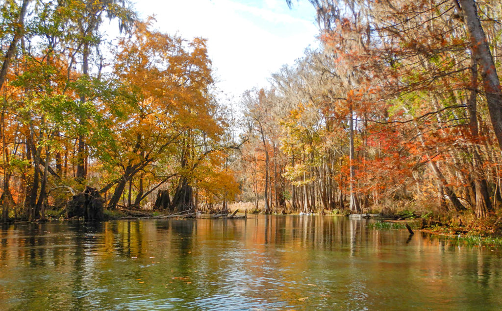 Ichetucknee River Autumn colors