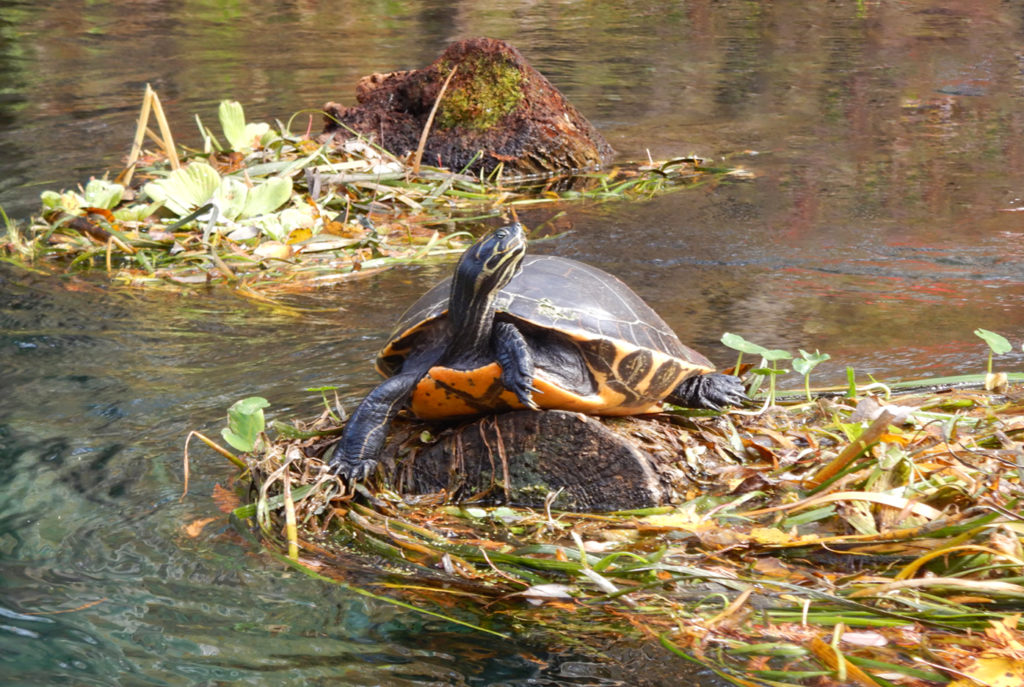 Ichetucknee Turtle