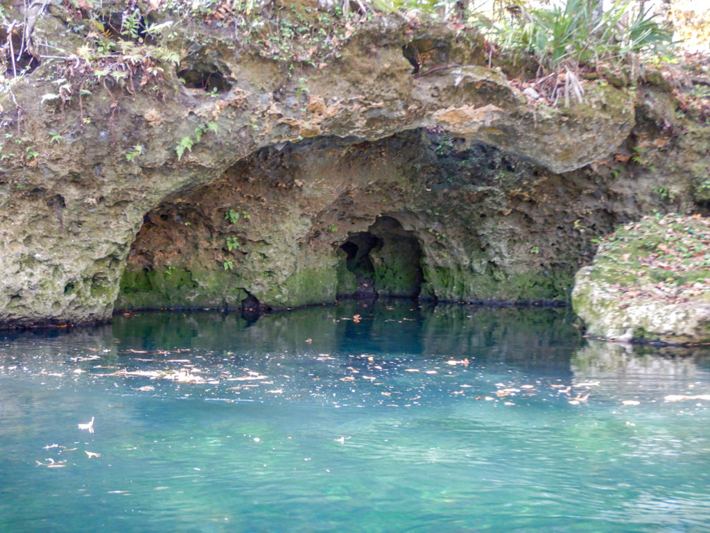 Limerock along Ichetucknee Shoreline