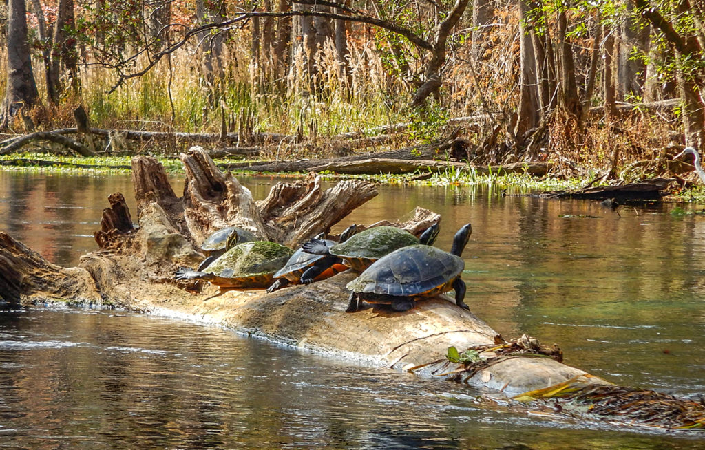 Refuge on a fallen tree trunk