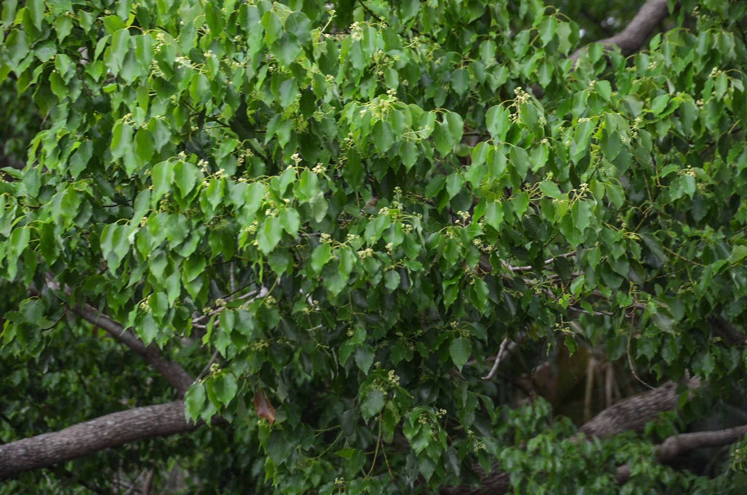 Camphor Tree Cinnamomum Camphora Florida Paddle Notes