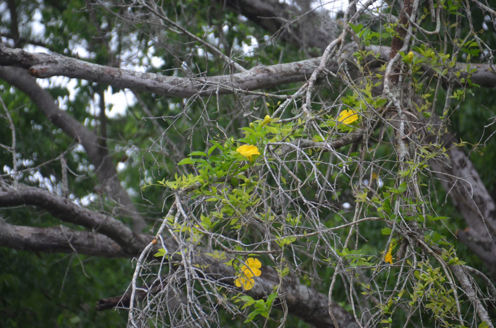 Carolina Yellow Jasmine - Gelsemium sempervirens