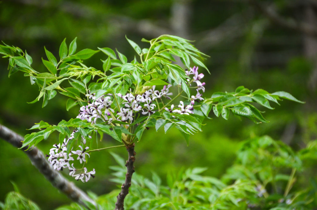 Chinaberry - Melia azedarach