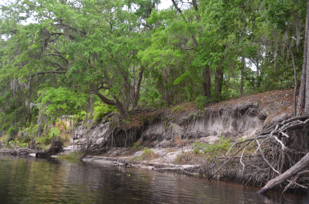 Eroded Bank on Upper Ocklawaha River