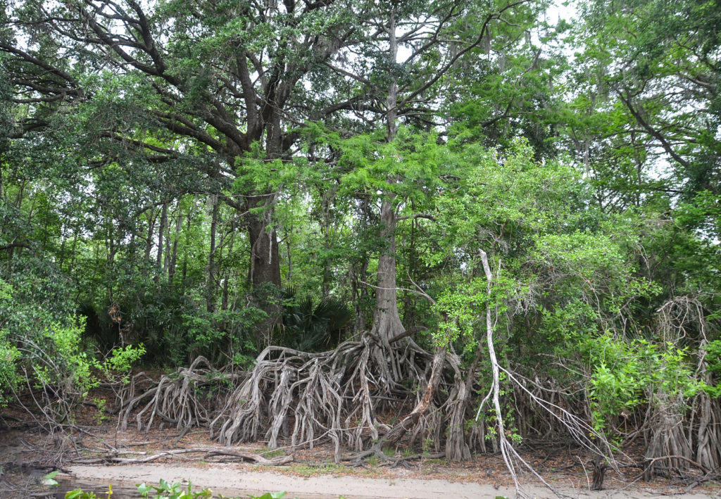 Exposed Cypress Roots on the Ocklawaha River