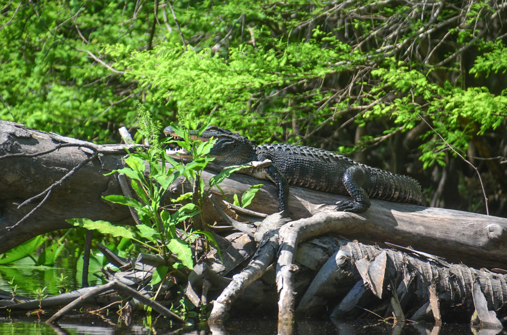 Happy Gator on the Ocklawaha River