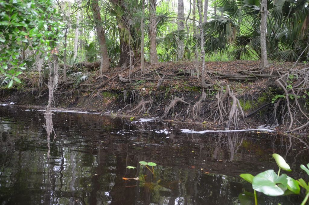 Numerous seepages into the river