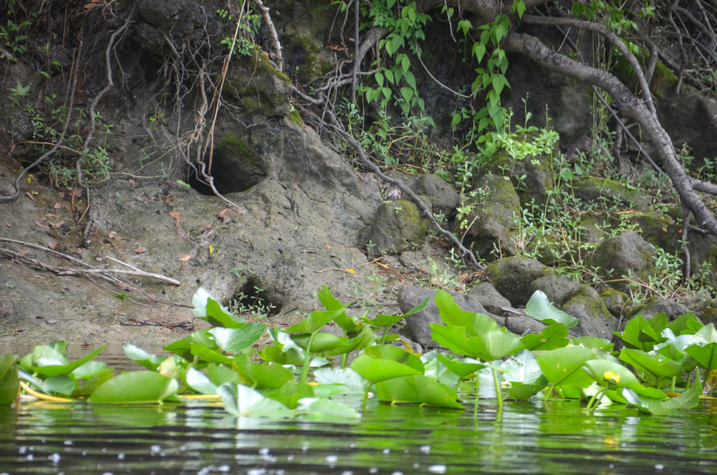 Plecostomus Holes - Upper Ocklawaha River