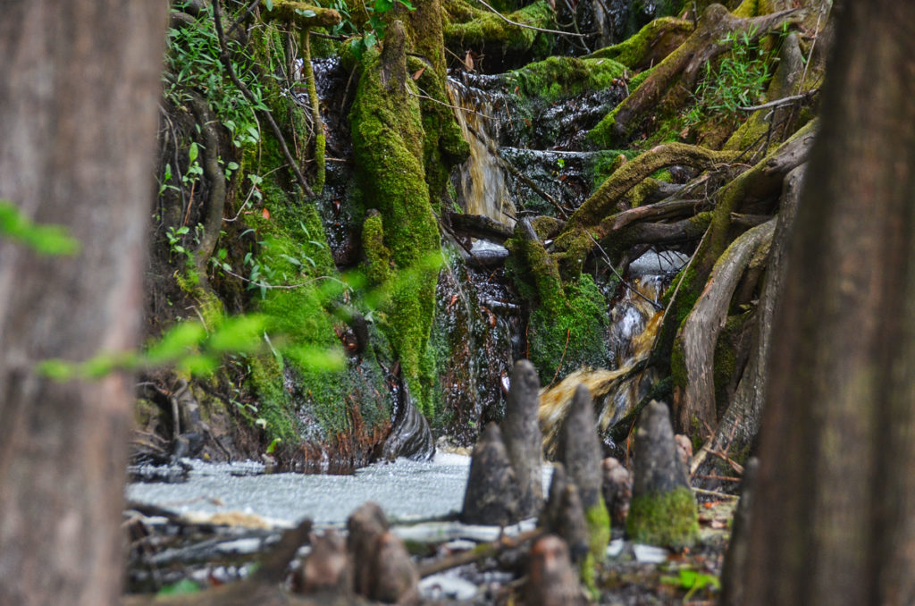 Seeping Water into the Ocklawaha River