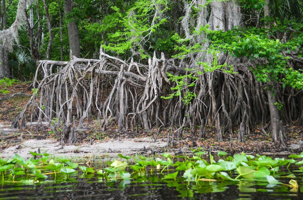 Spider-like Cypress roots