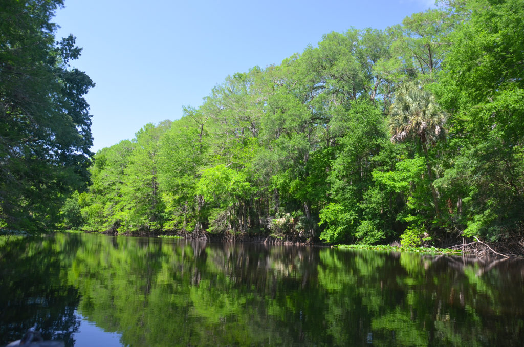 Wall of Cypresson the Ocklawaha River